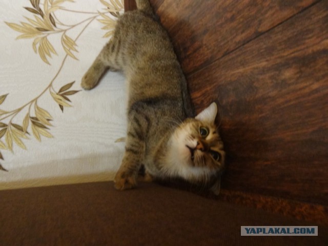 Котовторник 2.05.2017