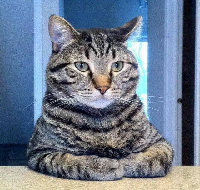 Коты и Кошки