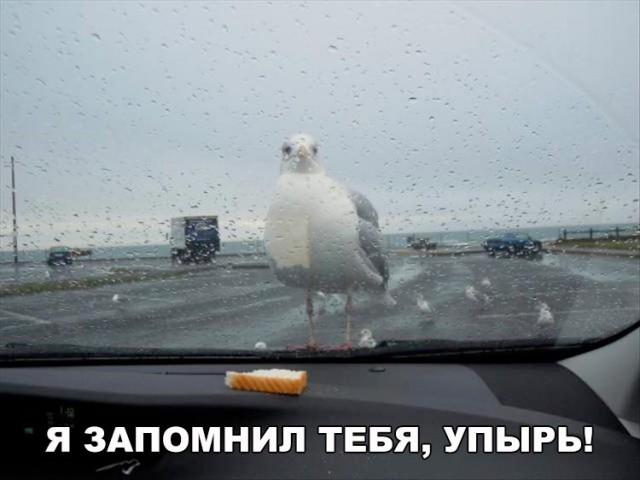 Подборка забавных животных