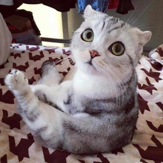 Коты и Кошки