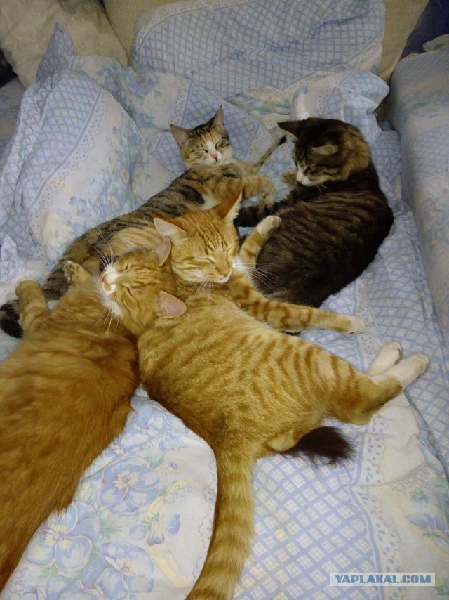 Котовторник 1.08.17