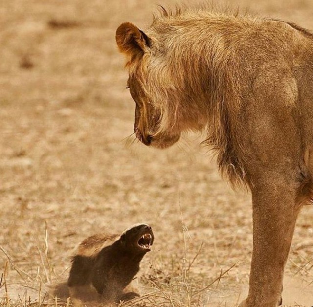 Подборка интересных и веселых картинок