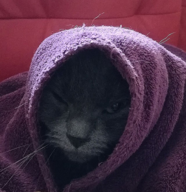 Коты и Кошки
