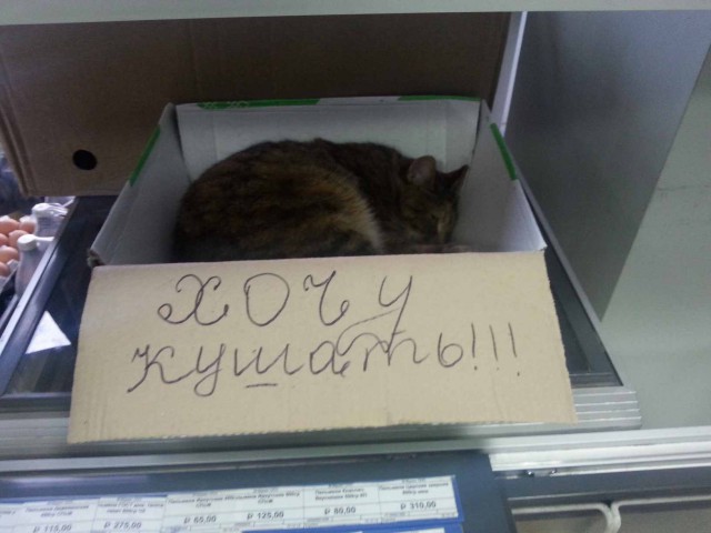Карьера беженца, который смог.