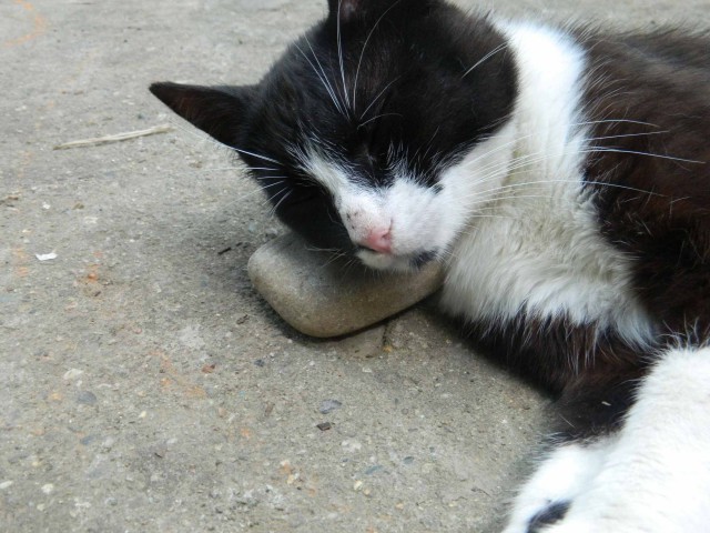 24 кота, которые подняли дерзость на новый уровень