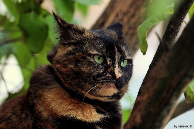 Коты и Кошки