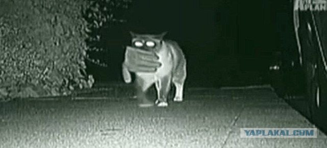 Вот так и рождаются мифы про домовых