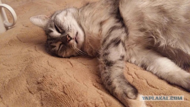 Котовторник 16.01.2018