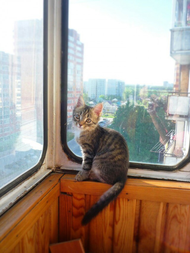 Котовторник на вторник, Котовторник