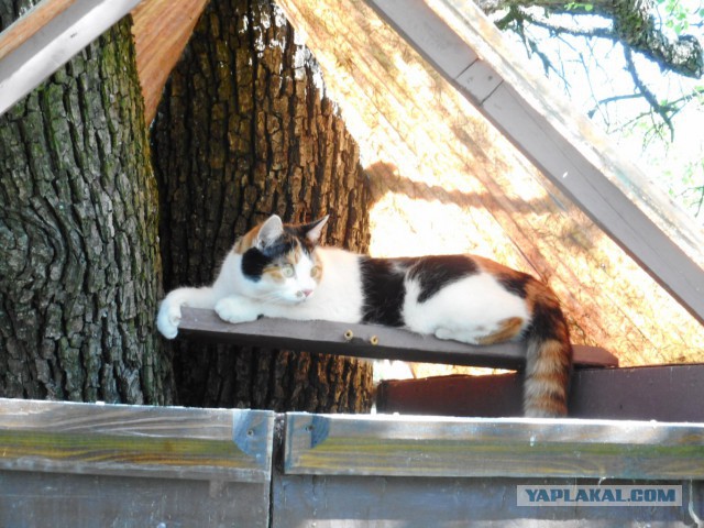 Котовторник