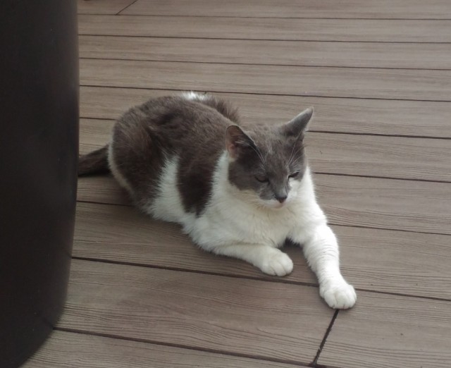 Котовторник 05.06.2018