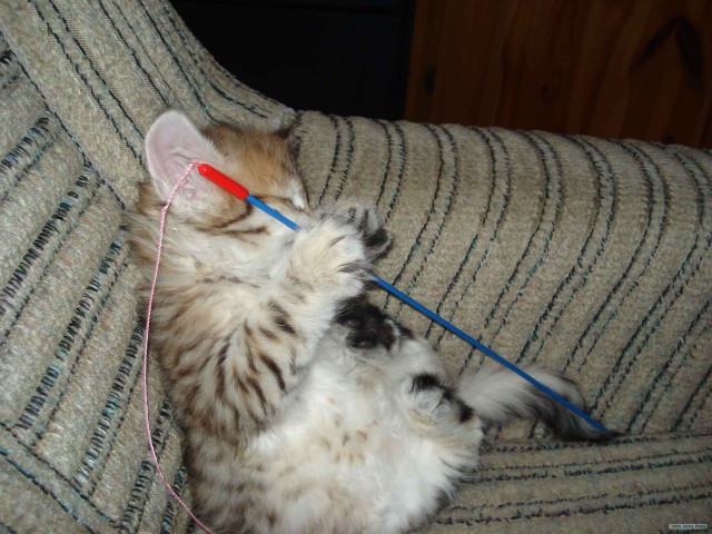 Котовторник на ЯПлакалъ! От числа 09.09.08