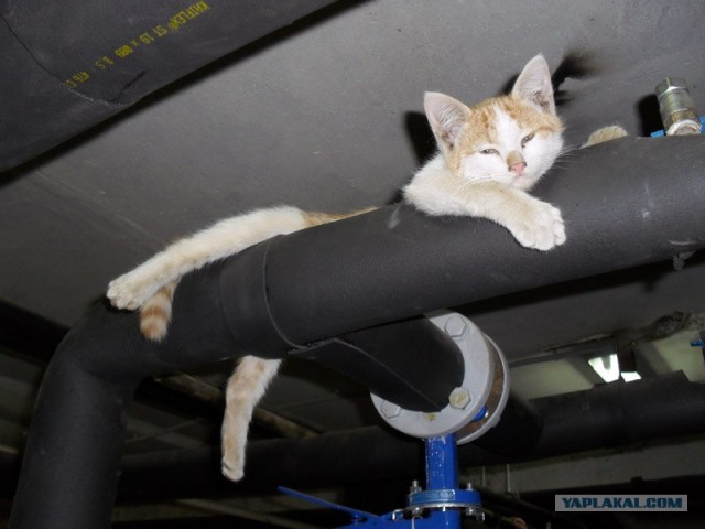 Котопятница