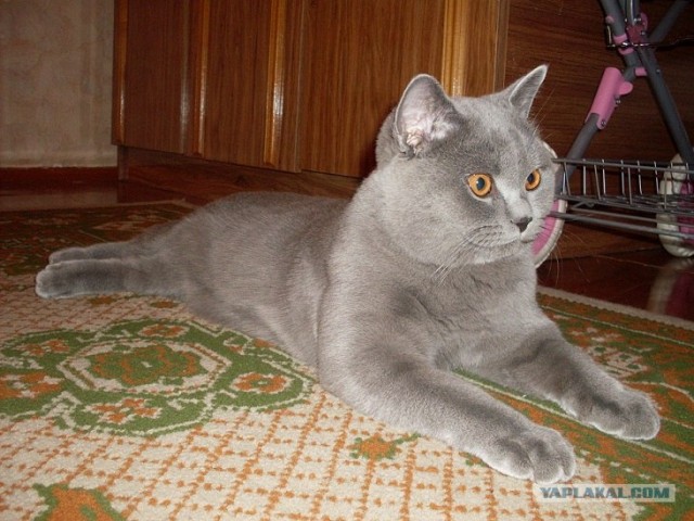 Эпический Котовторник!