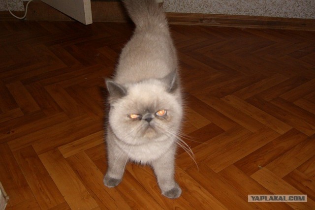 Котовторник на середину июня