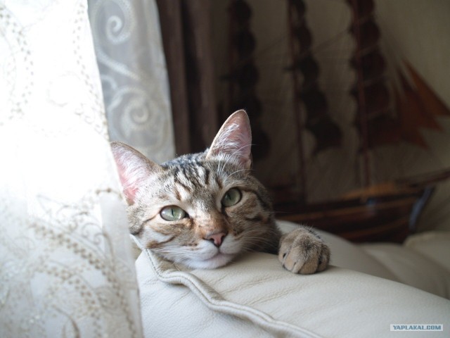 Котовторник с Максом