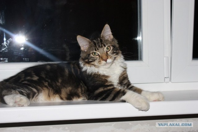 Состоятельный котовторник