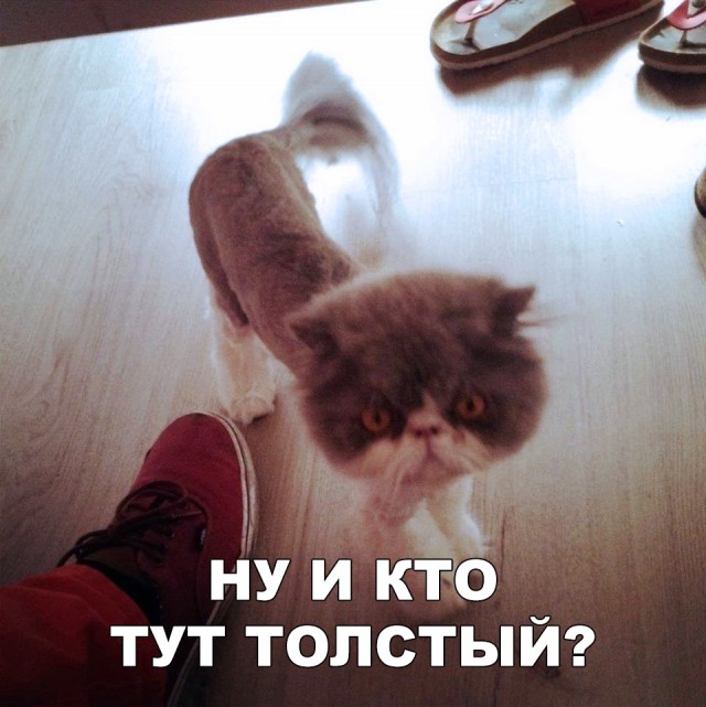 Немного милоты