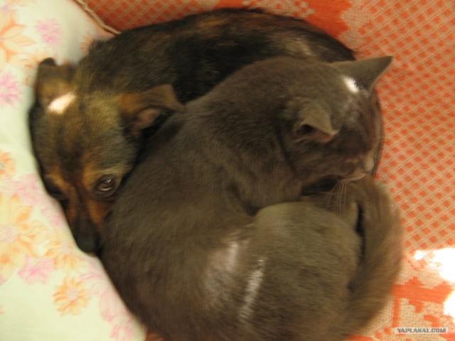 Сонный Котовторник