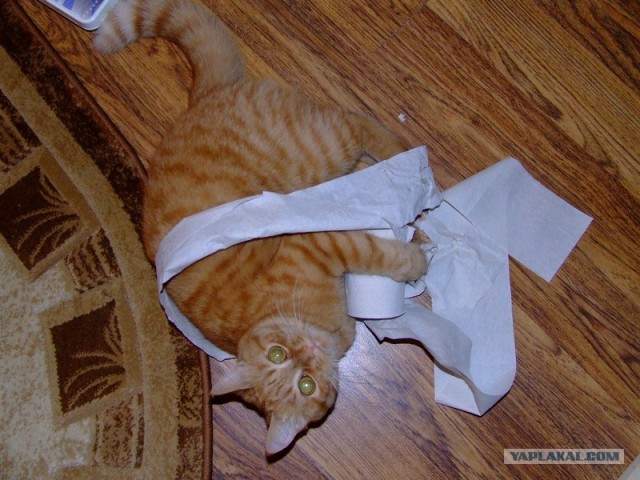 Котовторник 1.11.11