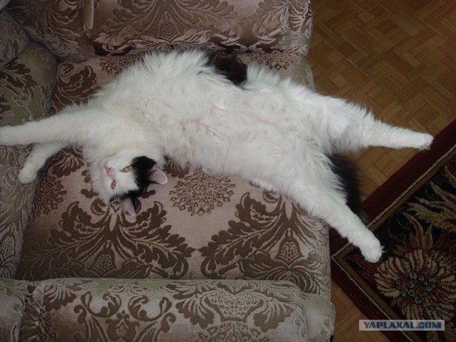 Кот всегда найдет место для сна