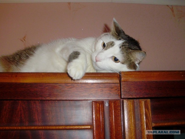 Котовторник (24. 01. 2012 )