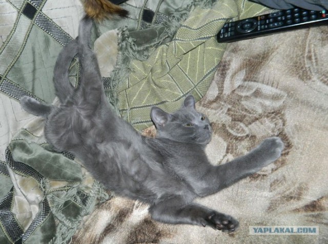 КОТОВТОРНИК (6.03.2012)