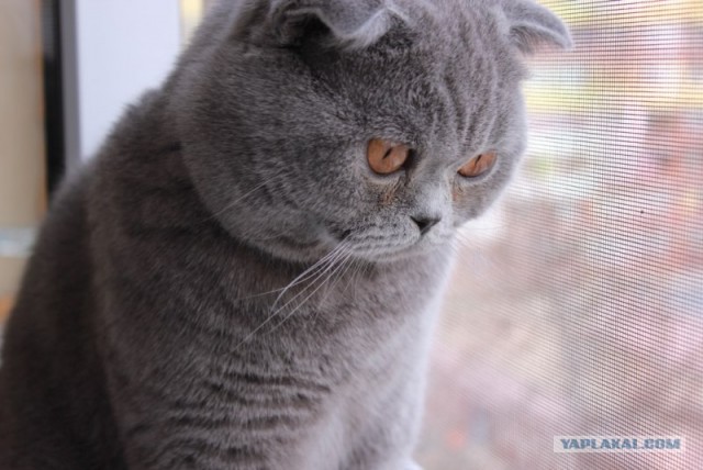Котовторник 10.04.2012