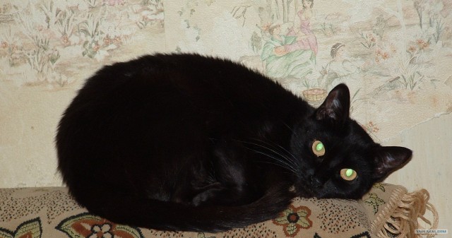 Котовторник 22.05.2012