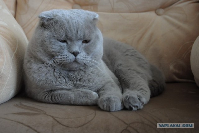 Котовторник   5.06.2012