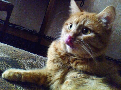 Котовторник 07.08.2012