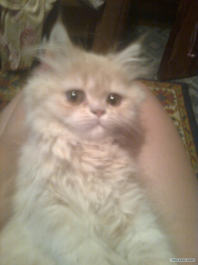 Котовторник  4.09.12
