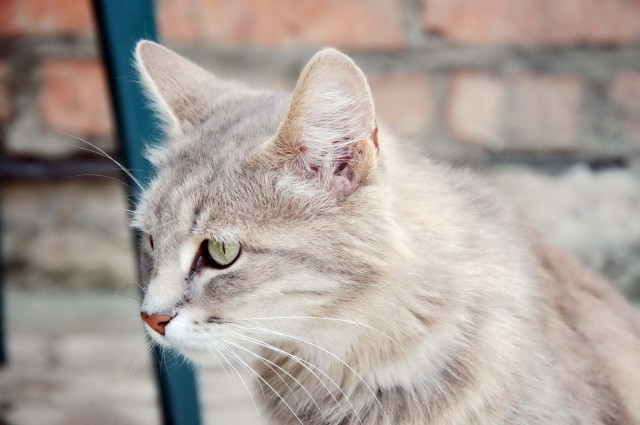 Котовторник 18.06.2019