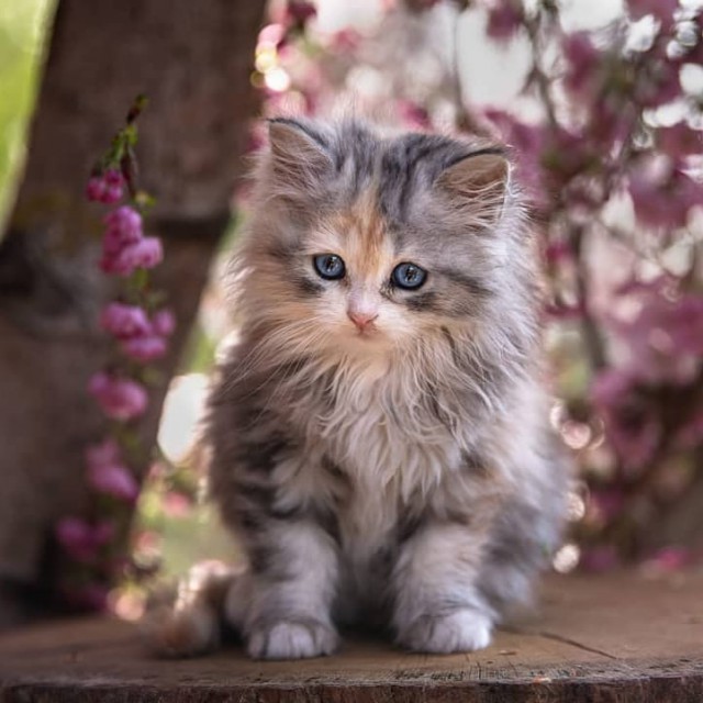 Котовторник однако