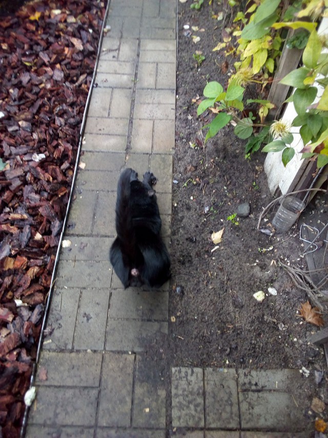 Котовторник  06.08.2019