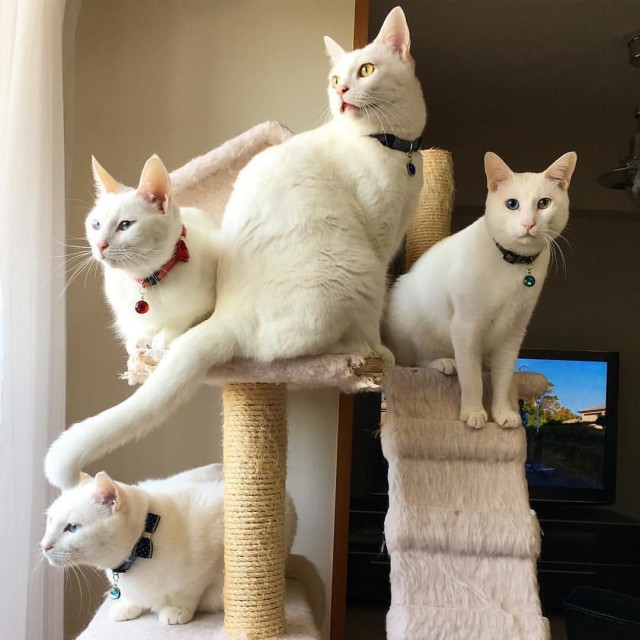 Забавные фото котеек