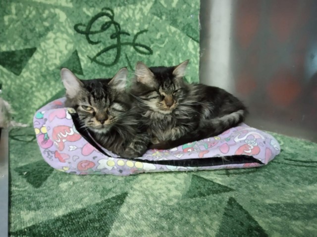 Забавные фото котеек