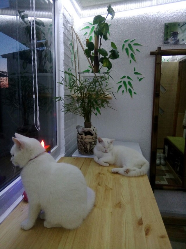 Забавные картинки с котами из сети