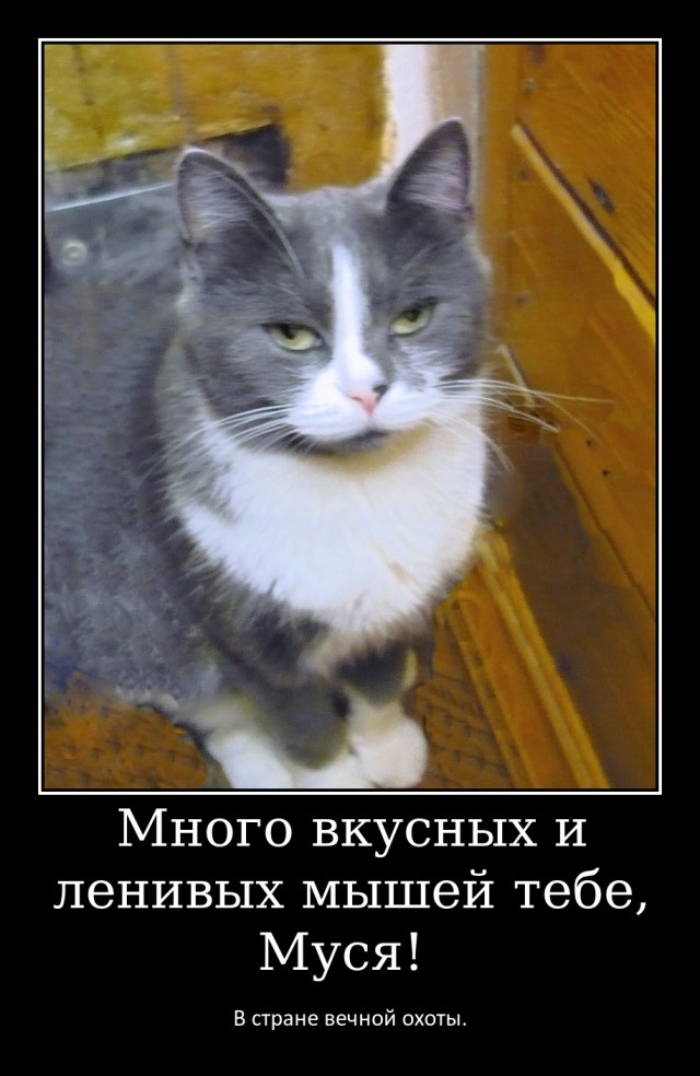 Почему кошки и собаки уходят из дома перед смертью?