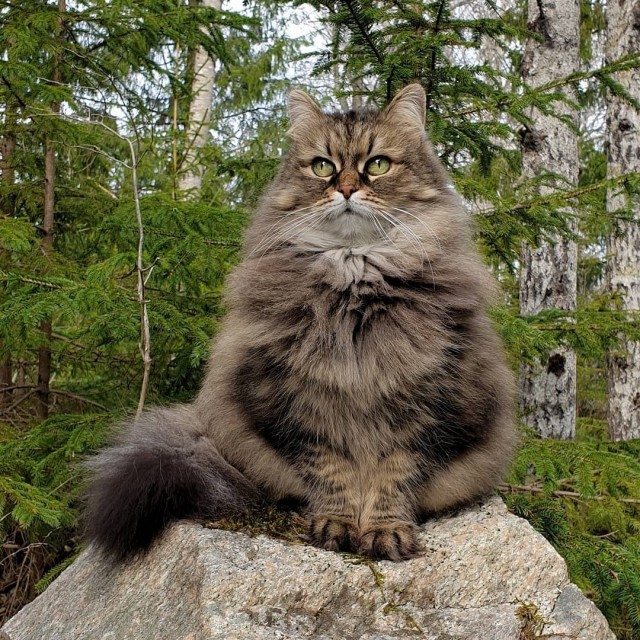 Забавные животные