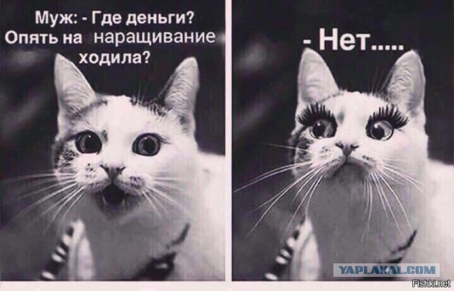 Котомемы