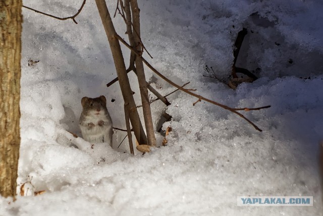 Почему в городах массово исчезают воробьи?