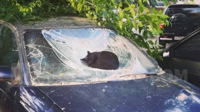 Кошки часто любят отдыхать там, где их, в принципе, не должно быть