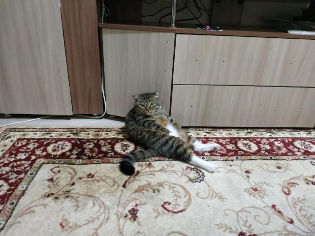 Кот Василий