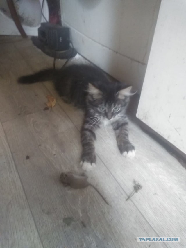 Котовторник. Поговорим о кличках, друзья