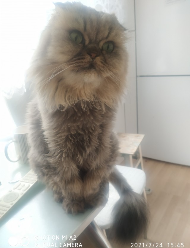 Кошка Варя