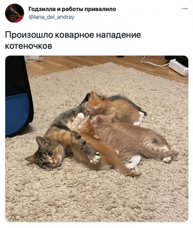 Картинки и мемы для настроения 029