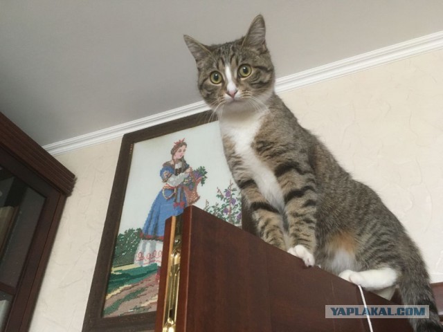 Жизнь домашнего приюта "Котоленд" 322