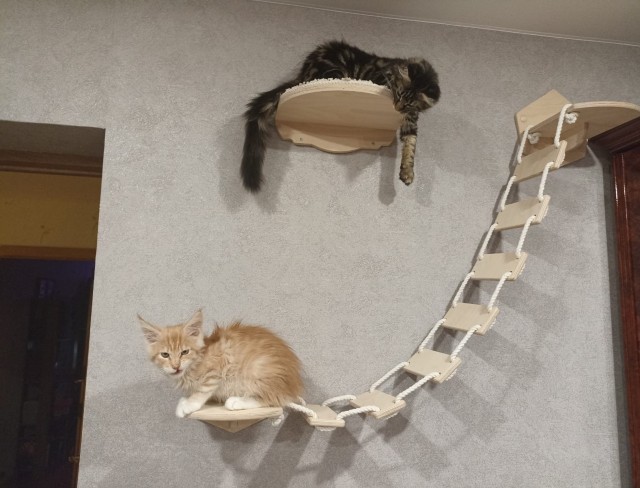 Кошка