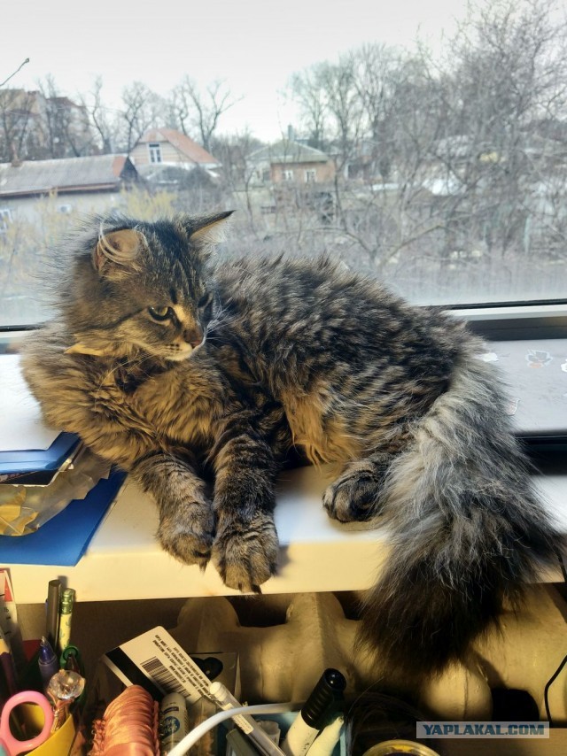 Дадим позитива в котовторник. История карманного тигра.